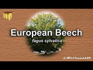 European Beech (fagus sylvatica) - Mitch's World of Woods