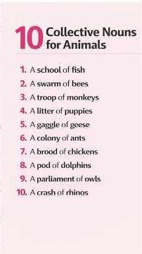 10 Collective Nouns for Animals | Speak Better English Daily