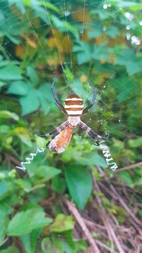 호랑거미의 포식 コガネグモの捕食 Spider #거미 #クモ #蜘蛛 #spider