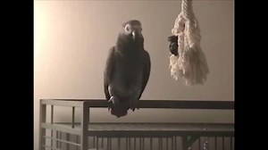 16K views · 139 reactions | These cursing parrots are NSFW… and...