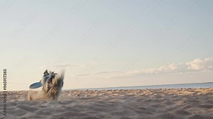 Border Collie catching a frisbee mid-air on a sandy beach. The dog appears determined and agile, executing a perfect catch with enthusiasm.