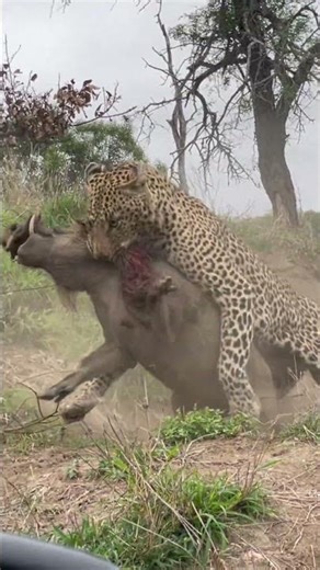 Leopard Ambushes Warthog!