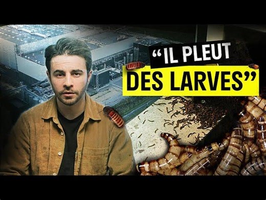 Ynsect : comment la plus grande ferme d’insectes au monde a viré au CHAOS | Young Wook Kim