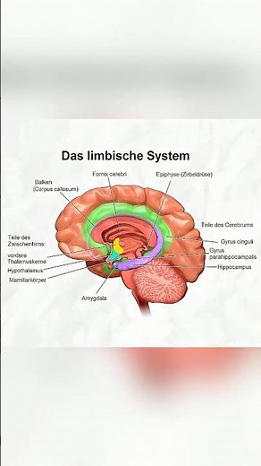 Smells vs. Memories: This is what happens in your head 🧠💥