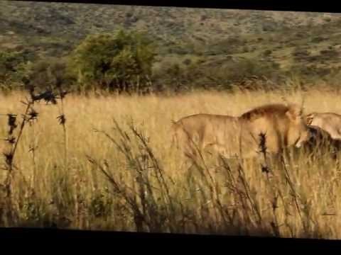 Lions Battle - Lions Protecting Mother