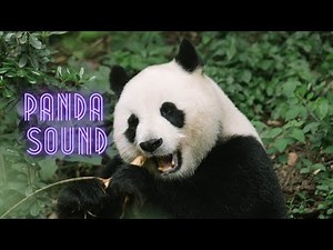 Recording panda sound | panda screaming sound effect