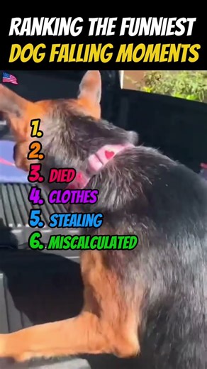 RANKING THE FUNNIEST DOG FALLING MOMENTS 🐶😂 | why are their fails so adorable?😛