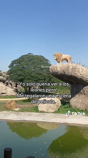 El Rey León: Mufasa y Simba en una conmovedora escena