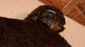 Watch In Search of Aliens Season 1 Episode 5 - Searching for Bigfoot