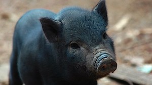 Imported pig prompts foodie fistfight