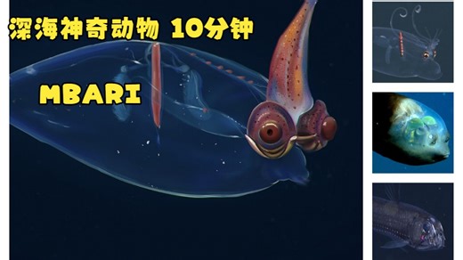 深海神秘动物 10min --MBARI-小猪鱿鱼孔雀鱿鱼管眼魚