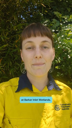 Rosie's been making waves with our Revive our Wetlands project in Adelaide! 🌿 This project has brought incredible conservation outcomes: 🦆 230 volunteers engaged 🌱 850 seedlings planted, including rare and threatened species at Barker Inlet Wetlands ♻️ Over 400kg of rubbish removed from Magazine Creek Wetlands 🎨 Events ranging from weeding and watering to bird tours and nature journaling workshops A personal highlight? Planting rare and threatened species at Barker Inlet - creating a vital r