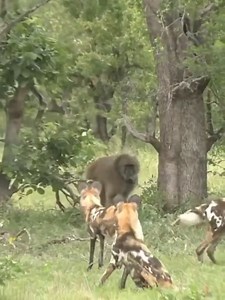 11K views · 123 reactions | Monkey vs hyenas | the real wildlife | Facebook