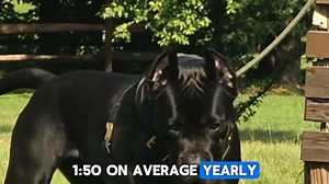 How Much Does a Cane Corso Really Cost? (Complete Guide) Thinking about owning a Cane Corso? 💰🐶 The purchase price is just the beginning. From food and training to vet care and insurance, here’s the real cost of owning this powerful breed—before you commit. #CaneCorso #DogCosts #BigDogLife #GuardianBreed #DogOwnership #CaneCorsoLife #DogFacts #BeforeYouBuy | Paws & Play
