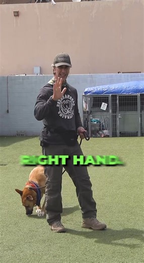 There are many ways to hold your dogs leash. In the short video, I will explain to you the best, strongest, and safest ways to hold your dogs leash. It doesn’t matter what size the dog is, a good grip and firm hold on your dogs leash is critical for safety. Learn more with my online course for dog trainers: http://shelterdogtraining.com #dogtrainer #dogtrainingvideos #dogtrainingtips #rescuedog #shelterdog #dogtrainingadvice #leashtraining #doglover | Robert Cabral