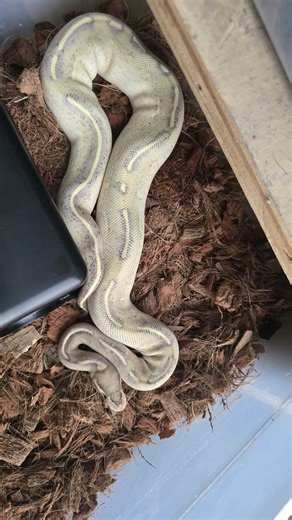 My new Highway Ball Python. 😍😍😍