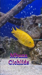 Mbuna Cichlid fish 🐠🐟 #Fish #Cichlid #Aquarium #aquariumfish #fishspecies #mase #fishtank #nature