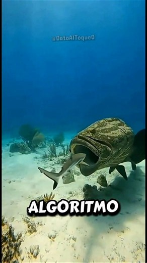 El tiburón vs el mero gigante de IA 🤖🐟
