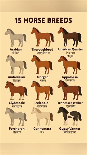 30 Different Types Horse Breeds Collection With Pictures #Horse #Breeds #Names #Englishwords #Words