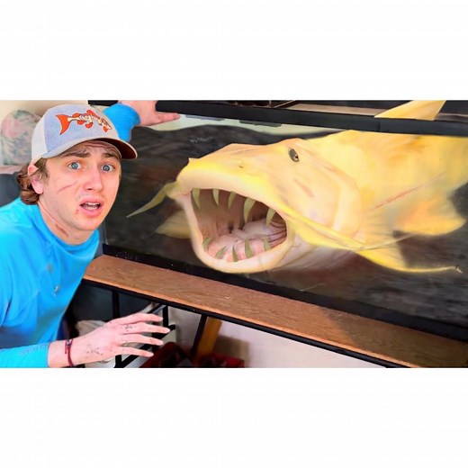In today’s video I buy the world’s RAREST man eating fish in attempt to collect all 7 of the fish known to eat humans! So far I have 3, the goonch catfish, the Piraiba, and the wels catfish… But while searching online for the other 4, I came across a rare platinum goonch catfish worth $4,000! But these fish were so rare I wasn’t able to find one for sale. And after months of looking, my friend who owns a fish store that specializes in rare fish, found one! Since this fish was so valuable I decid