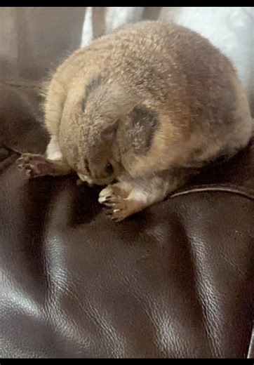 Yoga for Pets: Fun with Loraine and Prairie Dogs