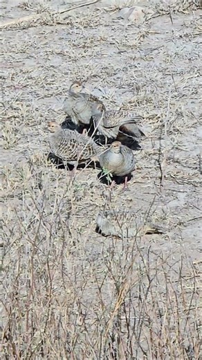 Wild Grey Partridge Gathering Beautiful Scene | #partridges #birds #wildlife #birdslover