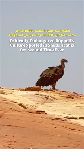 🦅✨ A rare moment in Saudi skies! The critically endangered Rüppell’s Vulture has been spotted for only the second time ever in the Kingdom 🇸🇦🌍 — soaring above Sharaan Nature Reserve in AlUla. Nature keeps reminding us how precious and unique Saudi Arabia’s biodiversity is 🌿💚 #SaudiTimes #SaudiArabia #AlUla #Wildlife #Conservation | Saudi Times