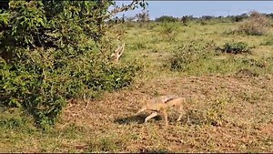 210K views · 2.8K reactions | Watch as this adorable Jackal runs alongside the car in Kruger National Park, South Africa. #wildlife #nature #animal #safari #amazing | Wildest Kruger Sightings | Facebook