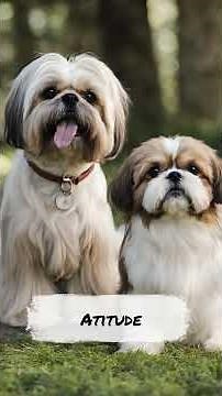 The 4 Main Differences Between the Lhasa Apso and Shih Tzu Breeds!