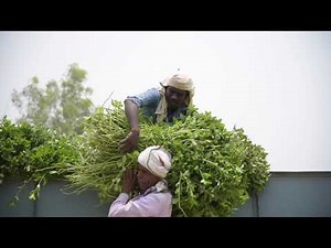 CSIR Aroma Mission Menthol Mint Cultivation