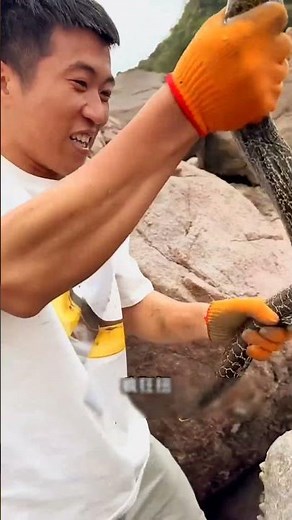 Catching octopus, fish like chila guddi, python, eel, fish from the water #shorts #ytshots