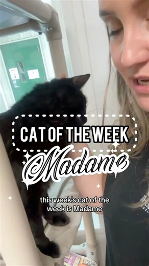 3.4K views · 215 reactions | Madame is ready to love you ♾️ forever!  #cats #blackcat #adoptme #adoptdontshop #adoptablecats #snugglycat #cctx #catsoftiktok #meetmetiktok #adultcat | The Cattery Cat Shelter | Facebook