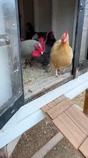 131 reactions · 15 comments | Icy morning here today! Scout always goes out first with me to let the chickens out. And then I make a latte using @beesandtreesmanuka (the best) while I make the girls breakfast and they go out again. How cute are their puff vests? #mississippi #chickenkeeper #vlog #beesandtreespartner #greentealatte #manuka #mornings #january | Bourn to Create | Facebook