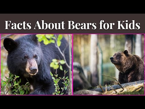 Animal facts for kids : Facts About Bears For Kids|15 Fun Facts about Bears for Kids