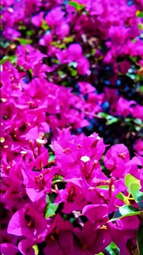 Beautiful Purple Flowers in 4K | Like & Subcribe | Gorgeous Nature UHD | Cinematic Relaxing Oled 4K
