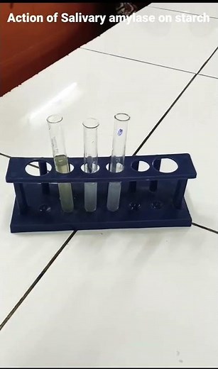 Action of Salivary amylase on Starch