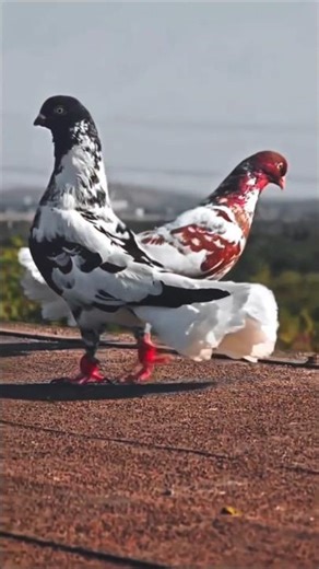 kabutar Ko hath per Train kaise karen #shortsfeed #pigeon ❤️