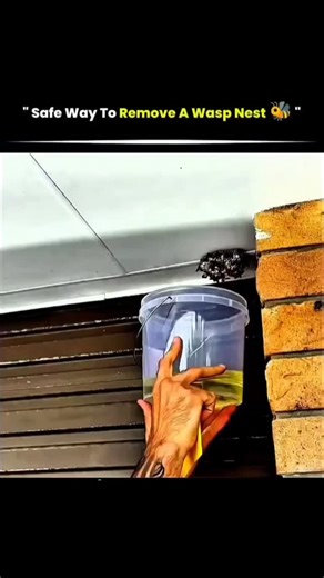 SCIENCE| BEYOND | EVERYTHING on Instagram: "Wasps can get aggressive fast — so safety first! 🚨 ✅ Step 1: Wait until nighttime, when wasps are calm and less active. ✅ Step 2: Wear thick clothing and gloves for protection. ✅ Step 3: Use a wasp spray designed for long-distance use, standing a few meters away. ✅ Step 4: Once all movement stops (next day), carefully remove and seal the nest in a bag. ⚠️ If it’s a large or high nest — always call a professional pest control service. #wasps #pestcontr