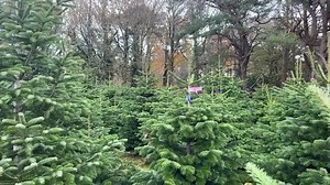 3.3K views · 30 reactions | Who knew Christmas Tree's were grown in Dorset?  In this festive edition of Farming@Home we visited Trinity Street Christmas Trees to follow the journey of seed to tree. Merry Christmas! 旅歷 | Dorset County Show | Facebook