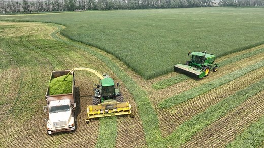 Harvesting Winter Rye for Silage | Sonne Farms