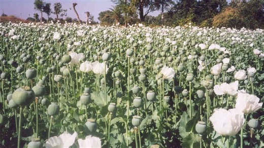 Bizarre and bloody practices of medieval barbers