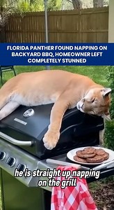 1.8M views · 23K reactions | A Florida homeowner got the surprise of...