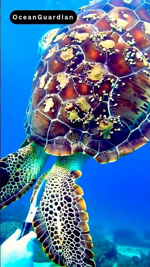 Heartwarming Turtle Rescue: Diver Saves Entangled Sea Turtle!