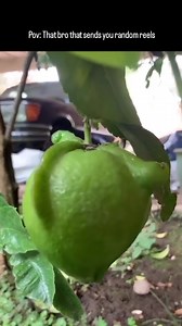 Meme Machine on Reels