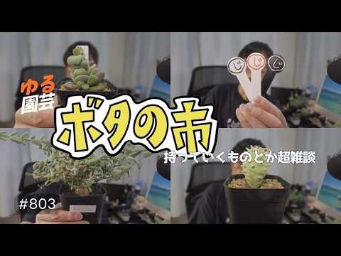 vlog: 803 「ゆる園芸＆無駄話 | ボタの市に持っていくもの紹介と超無駄話 | ケラリアピグマエア | KYOTO 3x5」