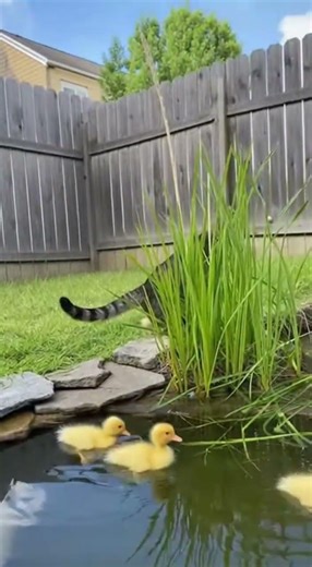 Hawk Attacks — Cat Fights Back to Save Ducklings