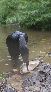 Greedy Cormorant | My Cormorant