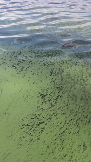 🌊 Candlewood Lake Update Caught this on camera yesterday — that green film you’ve been seeing on the water. 👀 Still looking into what’s causing it, but wanted the community to see it up close. If you’ve noticed it in other coves or marinas, drop the location below. Let’s map it out together. #CandlewoodLake #CandlewoodLakeCT #CandlewoodLakeMediaGroup #NewMilfordCT #BrookfieldCT #DanburyCT #NewFairfieldCT #ShermanCT #ConnecticutBusiness Candlewood Lake Authority | P.J. Harrington