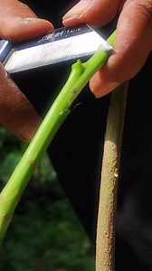 217K views · 1.7K reactions | Budding method #gardentips | GardeningFruit | Facebook