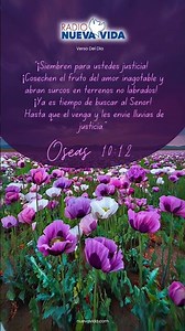 Oseas 10:12